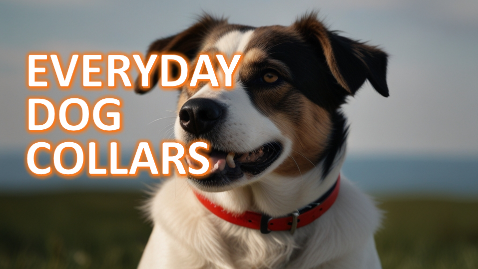 Tricolor dog wearing a red collar, outdoors in a grassy field with a distant horizon, with the text 'EVERYDAY DOG COLLARS' overlaid in bold, orange letters.