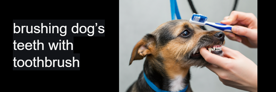 A dog having its teeth brushed with a toothbrush by its owner, with text describing the action